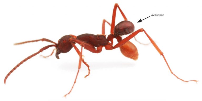 Spider-man riding an ant: 100 million years of myrmecophilia