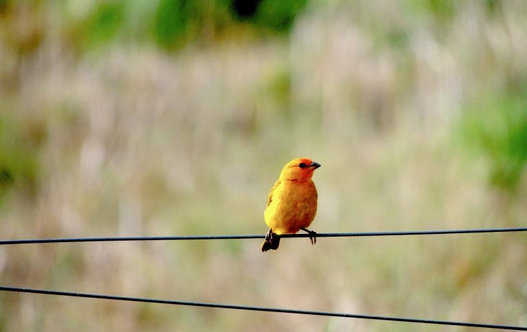 “One canary is not enough”: VPN services are increasingly being asked for user data