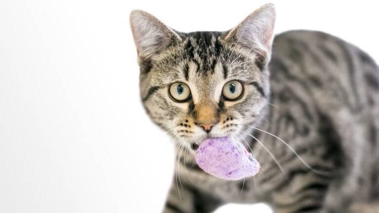 cats fetching a toy is an evolutionary mystery