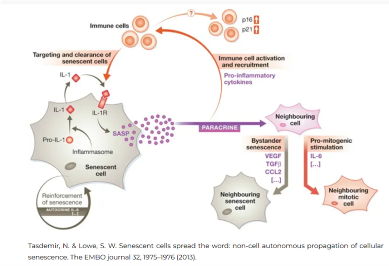 influence of senolytics and senomorphics on immune metabolic processes